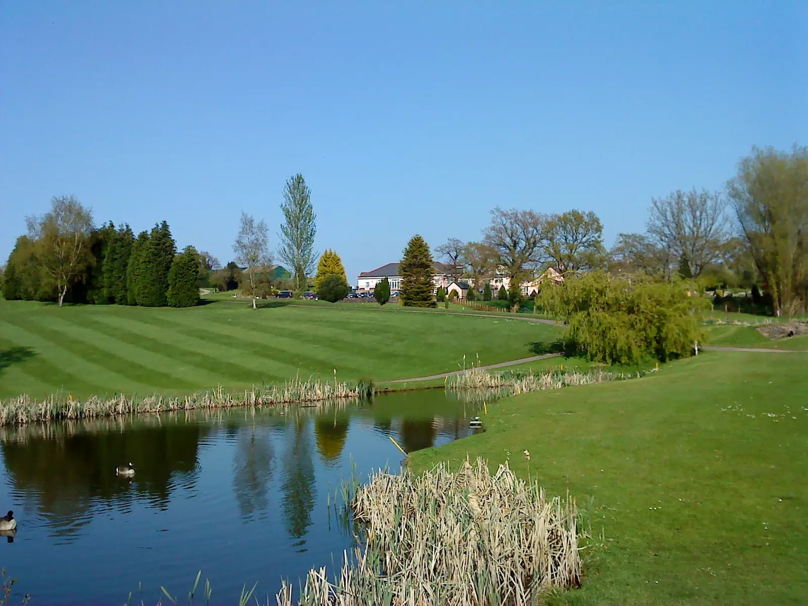 Green Meadows